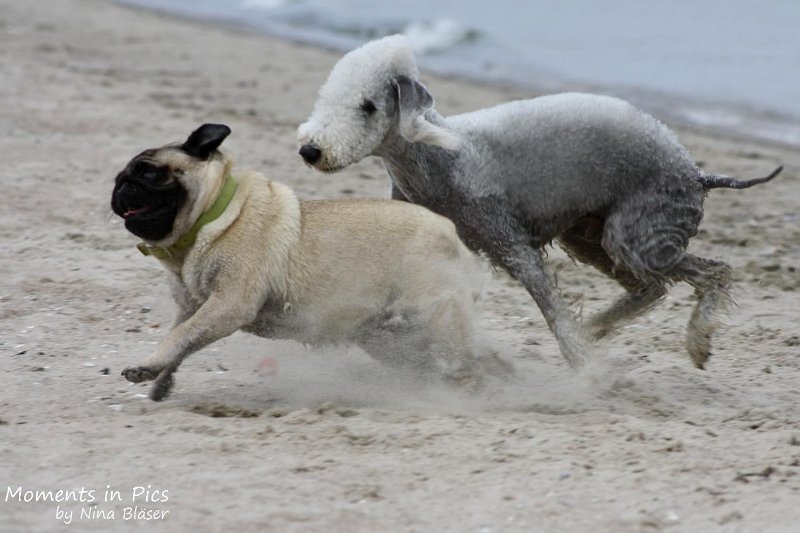 2010-06-26 Arc-en-ciel Arlequin (40).jpg
